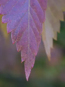 England, County Durham, East Durham College Arboretum