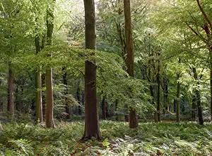 Fall Prints: England, County Durham, Staindrop