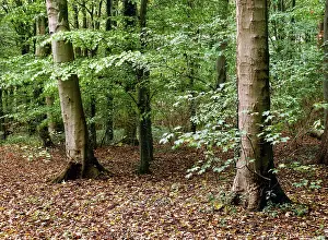 Fall Prints: England, County Durham, Staindrop