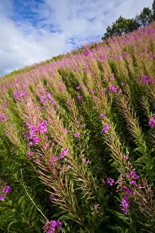 Colour Prints: England, Cumbria, Gilsland. Pocket of Rosebay Willow Herb growing near the Hadrians Wall Path