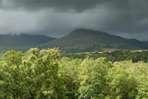 Forest Prints: England, Cumbria, Lake District National Park