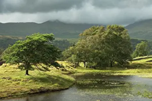 Forest Prints: England, Cumbria, Lake District National Park