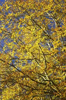 Autumn Prints: England, North umberland, Cragside Gardens & Estate