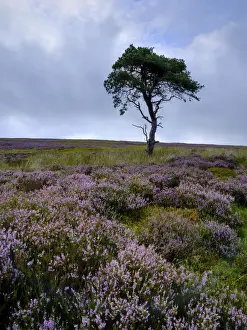 England, North Yorkshire, North York Moors National Park