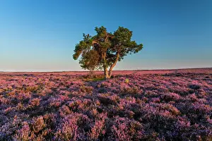 England, North Yorkshire, North York Moors National Park