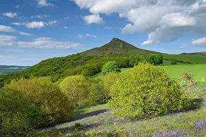 Forest Prints: England, North Yorkshire, North York Moors National Park