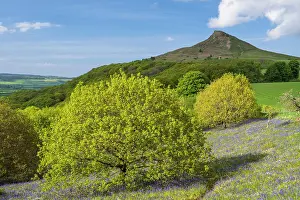 Forest Prints: England, North Yorkshire, North York Moors National Park