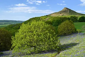 Forest Prints: England, North Yorkshire, North York Moors National Park