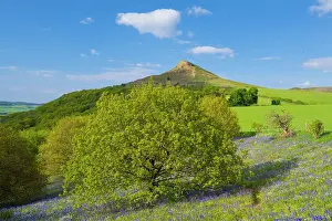 Forest Prints: England, North Yorkshire, North York Moors National Park