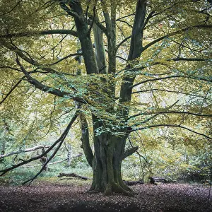 Forest Prints: England, North Yorkshire, North York Moors National Park