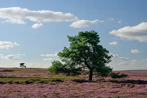 Protected Prints: England, North Yorkshire, North York Moors National Park