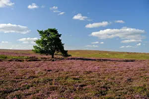 Protected Prints: England, North Yorkshire, North York Moors National Park