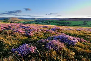 Protected Prints: England, North Yorkshire, North York Moors National Park