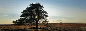 Protected Prints: England, North Yorkshire, North York Moors National Park