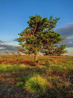 Protected Prints: England, North Yorkshire, North York Moors National Park