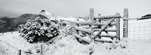 Cold Prints: England, North Yorkshire, North York Moors National Park