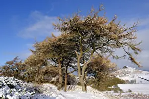 Cold Prints: England, North Yorkshire, North York Moors National Park