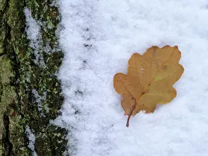 Cold Prints: England, North Yorkshire, North York Moors National Park