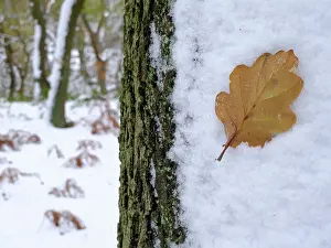 Cold Prints: England, North Yorkshire, North York Moors National Park