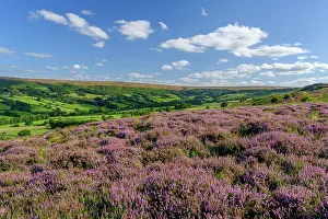 Protected Prints: England, North Yorkshire, North York Moors National Park