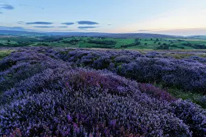 Protected Prints: England, North Yorkshire, North York Moors National Park