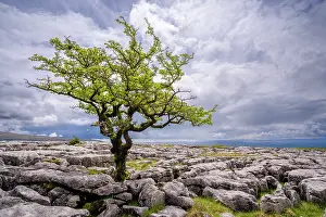 North Yorkshire Prints: England, North Yorkshire, Yorkshire Dales National Park