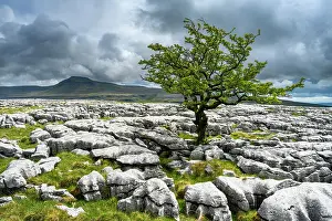 North Yorkshire Prints: England, North Yorkshire, Yorkshire Dales National Park