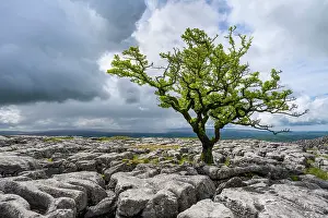 North Yorkshire Prints: England, North Yorkshire, Yorkshire Dales National Park