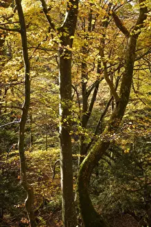 England, Northumberland, Allen Banks and Staward Gorge