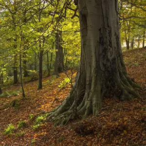 England, Northumberland, Allen Banks and Staward Gorge