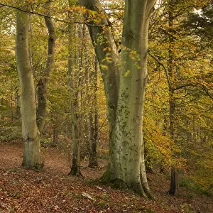 England, Northumberland, Allen Banks and Staward Gorge