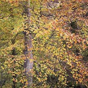 England, Northumberland, Allen Banks and Staward Gorge