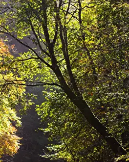 England, Northumberland, Allen Banks & Staward Gorge. Tree on the banks of the River Allen within