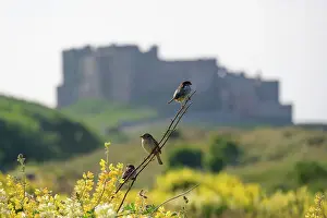 Protected Prints: England, Northumberland, Bamburgh