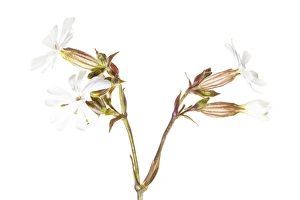 England, Northumberland, Bamburgh. White Campion flower (Silene latifolia) growing wild in the sand dunes near the coast. Photographed outdoors using a
