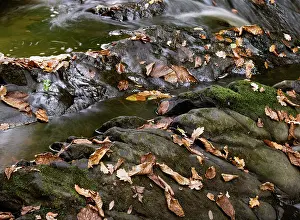 Cascade Prints: England, Northumberland, Bellingham