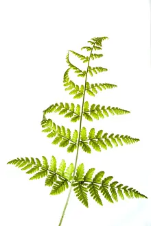 England. Northumberland, Fern. Native Fern growing in the county of Northumberland, UK