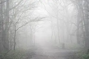 Forest Prints: England, Northumberland, Holywell Dene