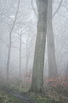 Forest Prints: England, Northumberland, Holywell Dene