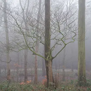 Forest Prints: England, Northumberland, Holywell Dene
