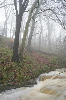 Forest Prints: England, Northumberland, Holywell Dene