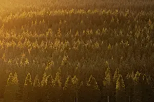 Forest Prints: England, Northumberland, Kielder Forest