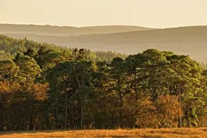Forest Prints: England, Northumberland, Kielder Forest