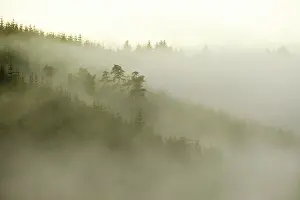 Forest Prints: England, Northumberland, Kielder Forest