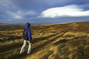 England, Northumberland, Northumberland National Park. Female hiker walking towards Carling Crags near