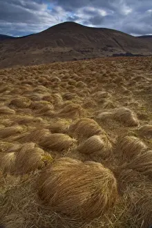 England, Northumberland, Northumberland National Park. Tussock on the remote hills of the Harthope Valley in the heart of the Northumberland