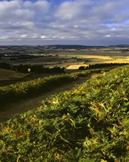 ENGLAND, Northumberland, Northumberland National Park. View from Cheviot hills near the town of Wooler, towards