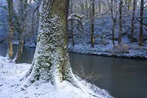England, Northumberland, Plessey Woods Country Park. A recent snowfall transforms the woodland of the Plessey Woods