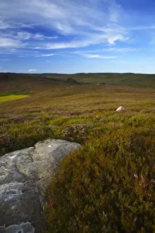 ENGLAND Northumberland Rothbury The open moorland of the Rothbury Terraces a popular spot for local