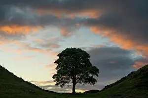 Protected Prints: England, Northumberland, Sycamore Gap